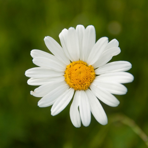 Schnüffelteppich